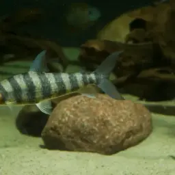 Banded Leporinus, photo 2