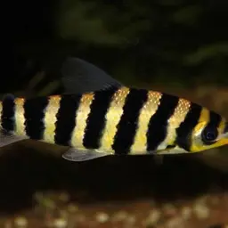 Banded Leporinus, photo 3