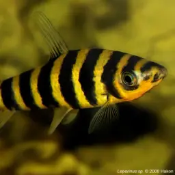 Banded Leporinus, photo 4