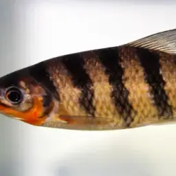 Banded Leporinus, photo 5
