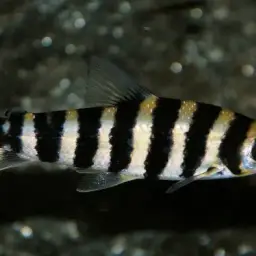 Banded Leporinus, photo 6