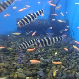 Banded Leporinus, photo 8