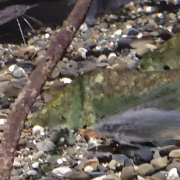 Banded Leporinus, photo 9