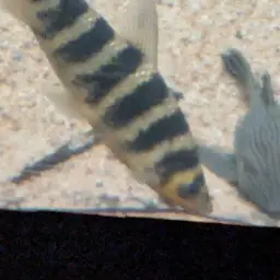 Banded Leporinus, photo 10