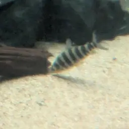 Banded Leporinus, photo 11