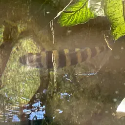 Banded Leporinus, photo 12