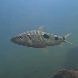 Threespot Leporinus, photo 1