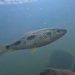 Threespot Leporinus, photo 2