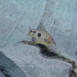 Threespot Leporinus, photo 3