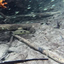 Threespot Leporinus, photo 4