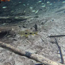 Threespot Leporinus, photo 5