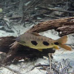Threespot Leporinus, photo 7