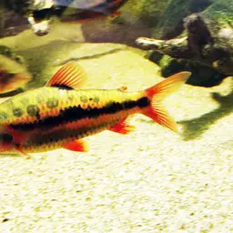 Spotted leporinus, photo 1