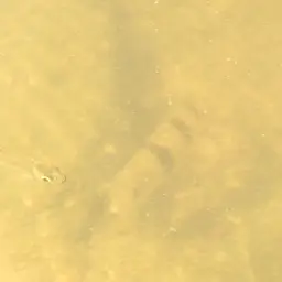 Spotted leporinus, photo 2
