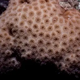 Crust Coral