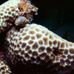 Crust Coral, photo 2