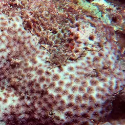 Crust Coral, photo 3