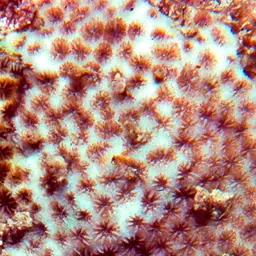 Crust Coral, photo 4