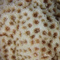 Crust Coral