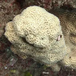 Crust Coral, photo 2