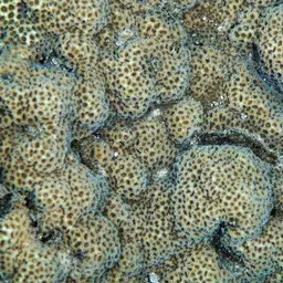 Crust Coral, photo 3