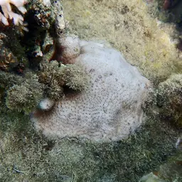 Crust Coral, photo 4