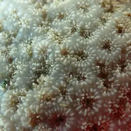 Crust Coral, photo 5