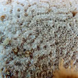 Crust Coral, photo 6