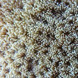 Crust Coral, photo 7