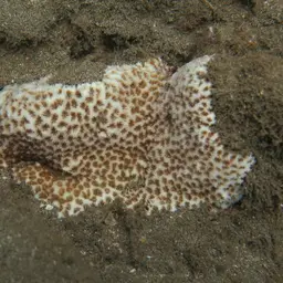 Crust Coral, photo 8