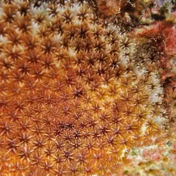 Crust Coral, photo 9