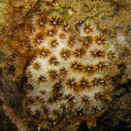 Crust Coral, photo 10