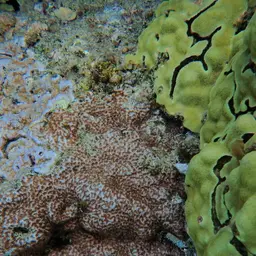 Crust Coral, photo 11