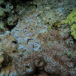 Crust Coral, photo 12