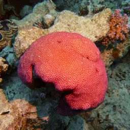 Crust Coral, photo 1