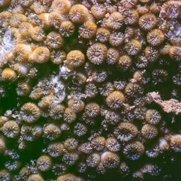 Crust Coral, photo 2
