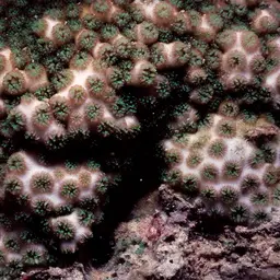 Crust Coral, photo 3