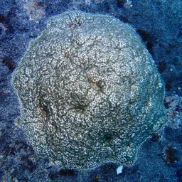 Crust Coral, photo 4