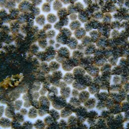 Crust Coral, photo 5