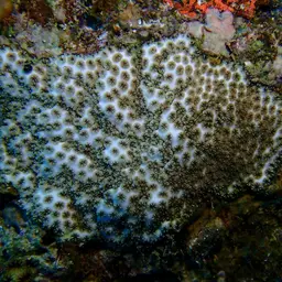 Crust Coral, photo 6