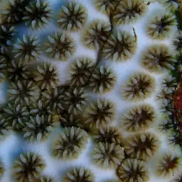 Crust Coral, photo 7