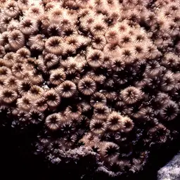Crust Coral, photo 8