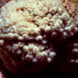 Crust Coral, photo 9