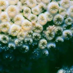 Crust Coral, photo 10
