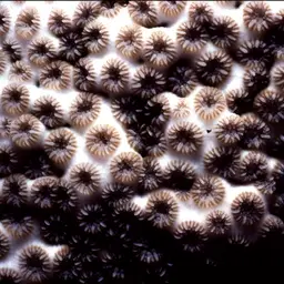 Crust Coral, photo 11