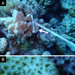 Crust Coral, photo 12