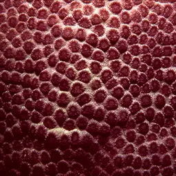 Crust Coral, photo 5