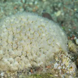 Crust Coral, photo 6