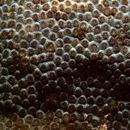 Crust Coral, photo 7
