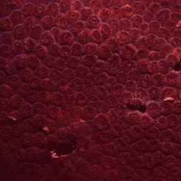 Crust Coral, photo 8